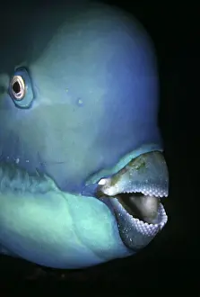 Jaws Prints: Bullethead Parrotfish - Note the many teeth that form the parrot like beak