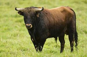 Oxford Gallery: Bullfighting Bull from Spanish Stock, base