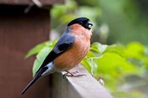 Images Dated 4th June 2008: Bullfinch - adult male perching on fence