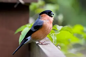 Bullfinch - adult male perching on fence - Wiltshire - England - UK