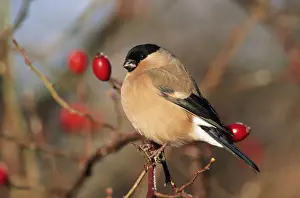Berries Prints: Bullfinch - female