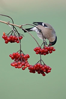 Images Dated 1st February 2005: Bullfinch - Female feeding on berries of Guelder Rose in garden, winter. Lower saxony, Germany