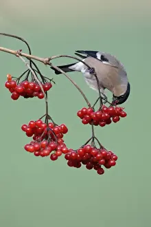 Bullfinch - Female feeding on berries of Guelder Rose in garden, winter. Lower saxony, Germany