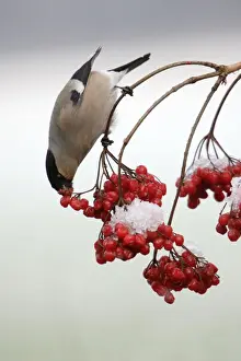 Fruits Prints: Bullfinch - Female feeding on berries of Guelder Rose in garden