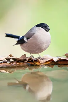 Passerines Prints: Bullfinch - female - at garden pond - Cornwall - UK