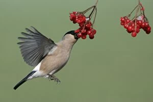 Bullfinches Collection: Bullfinch - Female on the wing, feeding on berries of Guelder Rose in garden, winter