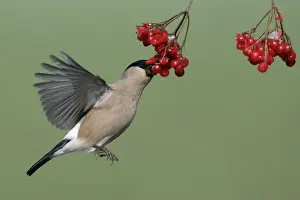 Bullfinch - Female on the wing, feeding on berries of Guelder Rose in garden, winter. Lower Saxony, Germany