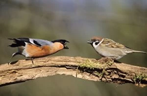 BULLFINCH - fighting over food with Tree Sparrow (Passer montanus)
