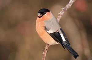 Images Dated 5th May 2005: Bullfinch - male