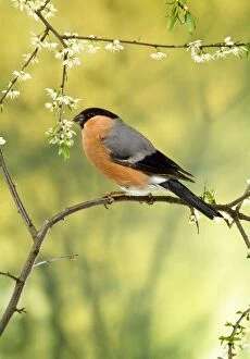 Images Dated 13th October 2009: Bullfinch - male