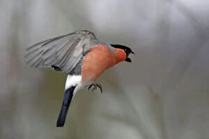 Finch Collection: Bullfinch - Male approaching bird-table in winter, showing agressive behaviour