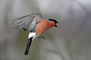 Images Dated 3rd March 2005: Bullfinch - Male approaching bird-table in winter, showing agressive behaviour