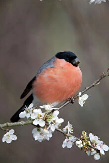 Male Gallery: Bullfinch - male on Blossom in spring