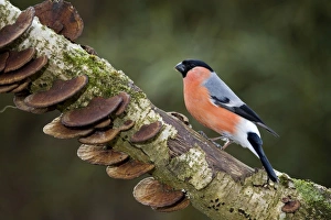 Bullfinch - Male on branch