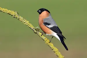 Bullfinch - Male on branch Lower Saxony, Germany
