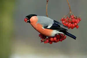 Berries Prints: Bullfinch - male eating berries in winter Lower Saxony, Germany