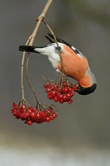 Bullfinch - male eating berries in winter Lower Saxony, Germany