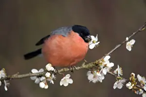 Blossoms Prints: Bullfinch - male - eating blossom - Cornwall - UK