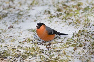 Food In Beak Gallery: Bullfinch - male feeding on seed on the ground in winter, North Hessen, Germany Date: 11-Feb-19