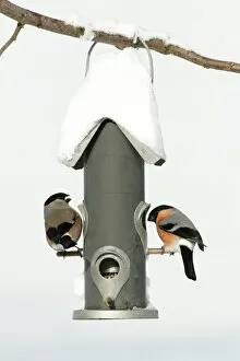 Images Dated 6th March 2010: Bullfinch - male and female at feeding station in garden
