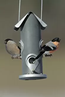 Images Dated 7th March 2010: Bullfinch - male and female at feeding station in garden