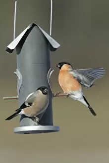 Images Dated 7th March 2010: Bullfinch - male and female at feeding station in garden