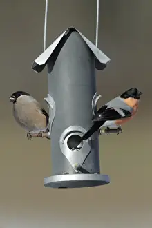 Bird Feeders Prints: Bullfinch - male and female at feeding station in garden - Lower Saxony - Germany