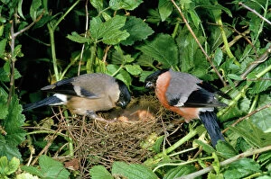 Finch Collection: Bullfinch - male & female pair at nest with young
