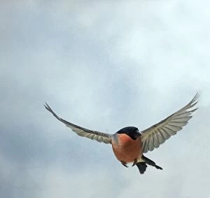 Bullfinch - Male, in flight, head on