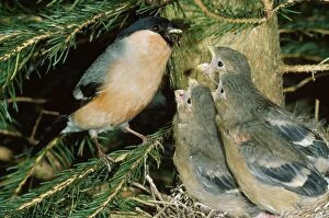 Bullfinch - male at nest feeding young