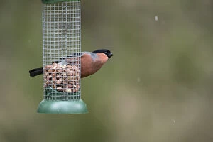 Bullfinch - MAle - on Peanut Feeder - Cornwall - UK
