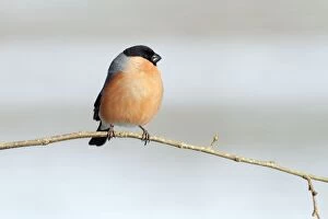 Images Dated 9th March 2010: Bullfinch - male perched on branch - Lower Saxony - Germany