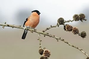 Images Dated 11th March 2010: Bullfinch - male perched on branch - Lower Saxony - Germany