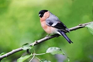 Images Dated 11th June 2005: Bullfinch - Male perched on tree in garden
