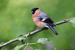 Bullfinches Collection: Bullfinch - Male perched on tree in garden Lower Saxony, Germany