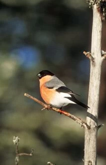 BULLFINCH - perched on a branch