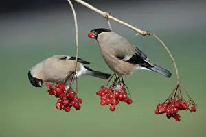 Fruits Prints: Bullfinches - Females feeding on berries of Guelder Rose in garden