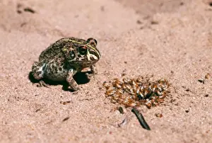 Bullfrog ASW 2388 Eating termites, Zululand, S. Africa Pyxicephalus adspersus © Alan Weaving / ARDEA LONDON