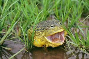 Amphibians And Reptiles Gallery: BULLFROG - MOUTH OPEN