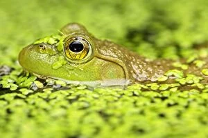 Images Dated 24th July 2013: Bullfrog in pond