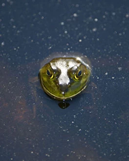 Animalia Gallery: Bullfrog, Rana catesbeiana, Stanley Park