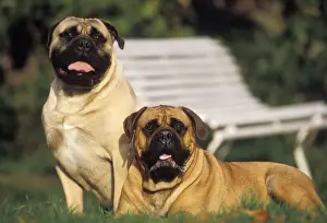 Bullmastiffs Prints: Bullmastiff - two