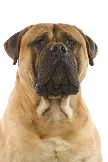 Bullmastiff Dog