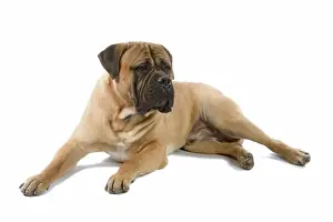 Bullmastiffs Prints: Bullmastiff Dog - lying