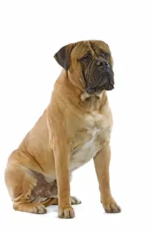 Bullmastiff - sitting