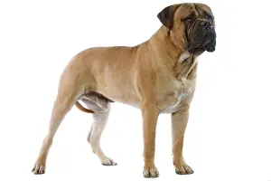 Bullmastiffs Prints: Bullmastiff - standing