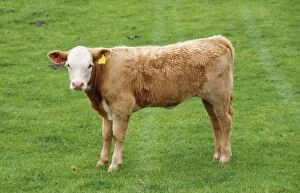 Bullocks Collection: Bullock - cattle