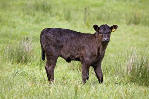 Bullocks Collection: Bullock - Cornwall - UK