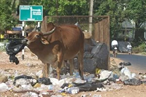 Images Dated 3rd January 2005: Bullock - Foraging at a rubbish area