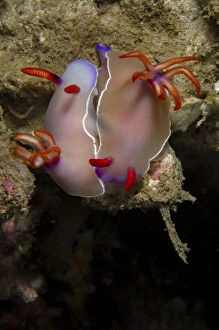 Images Dated 25th February 2019: Bullock's Hypselodoris Nudibranch - mating pair - Tasi Tolu dive site, Dili